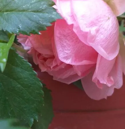 Πανσιόν Venice Sanella